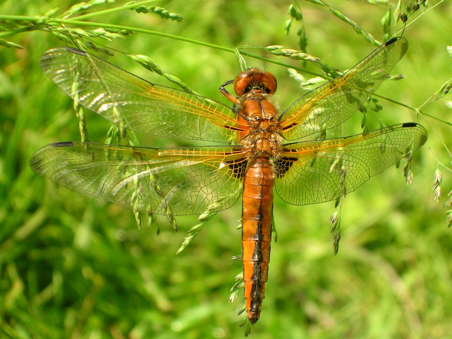 Libellula fulva